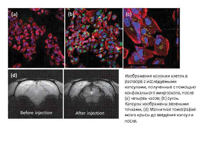 Изображения колонии клеток в растворе с исследуемыми капсулами, полученные с помощью конфокального микроскопа, после