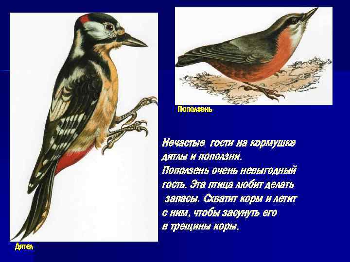 Поползень Нечастые гости на кормушке дятлы и поползни. Поползень очень невыгодный гость. Эта птица