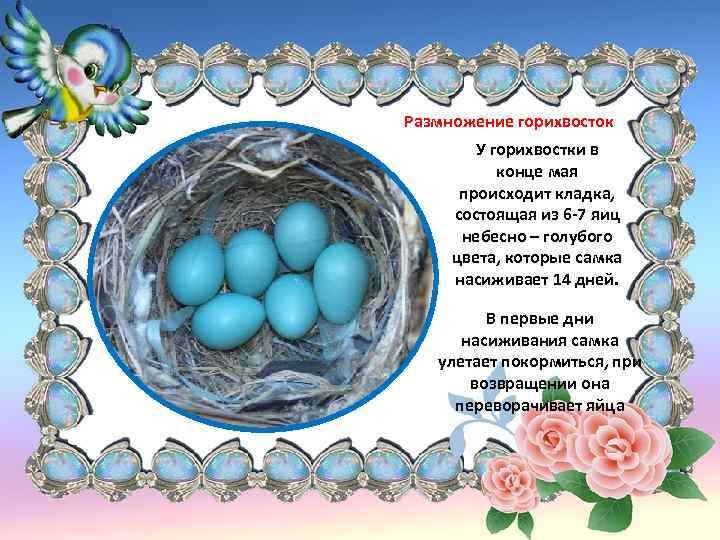 Размножение горихвосток У горихвостки в конце мая происходит кладка, состоящая из 6 -7 яиц