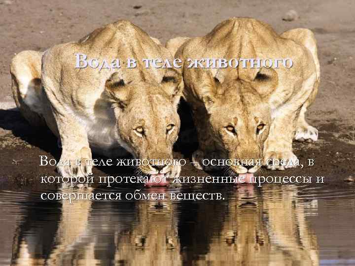Вода в теле животного – основная среда, в которой протекают жизненные процессы и совершается