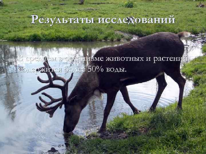 Результаты исследований В среднем в организме животных и растений содержится более 50% воды. 