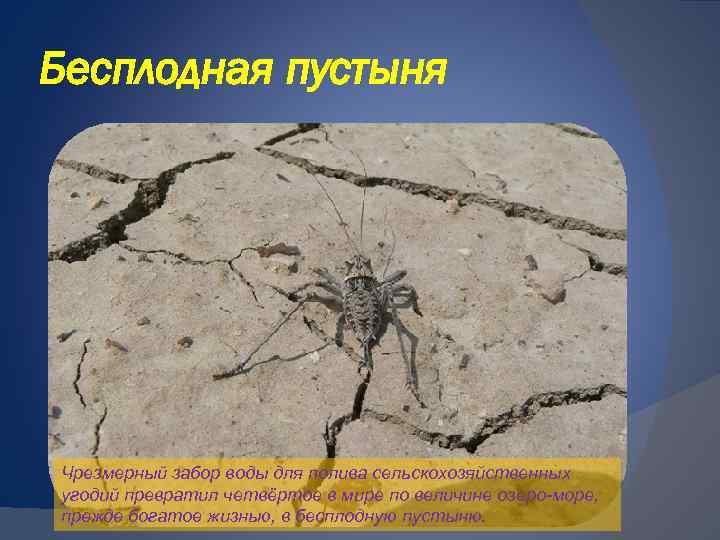 Бесплодная пустыня Чрезмерный забор воды для полива сельскохозяйственных угодий превратил четвёртое в мире по