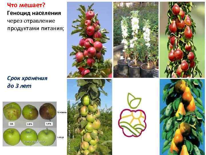 Что мешает? Геноцид населения через отравление продуктами питания; Срок хранения до 3 лет 