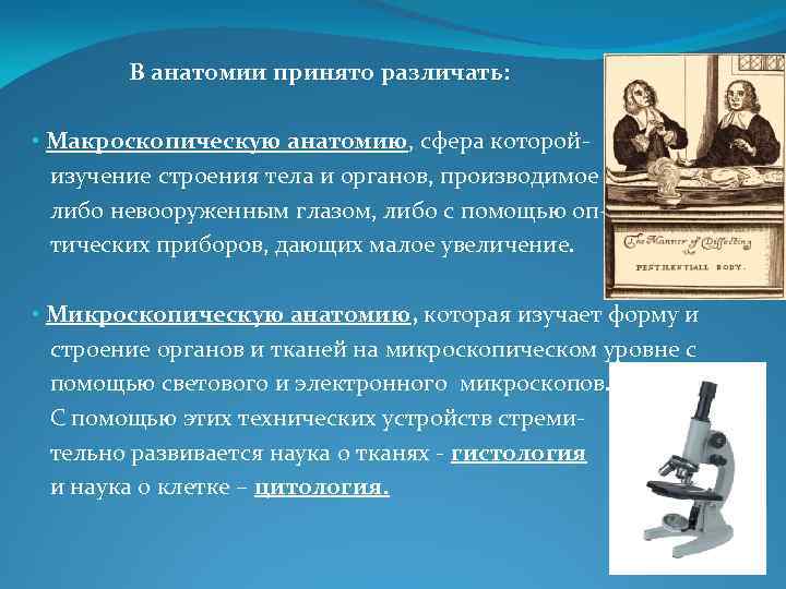 В анатомии принято различать: • Макроскопическую анатомию, сфера которойизучение строения тела и органов, производимое