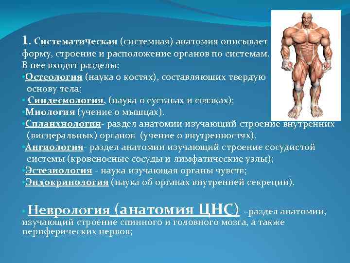 1. Систематическая (системная) анатомия описывает форму, строение и расположение органов по системам. В нее