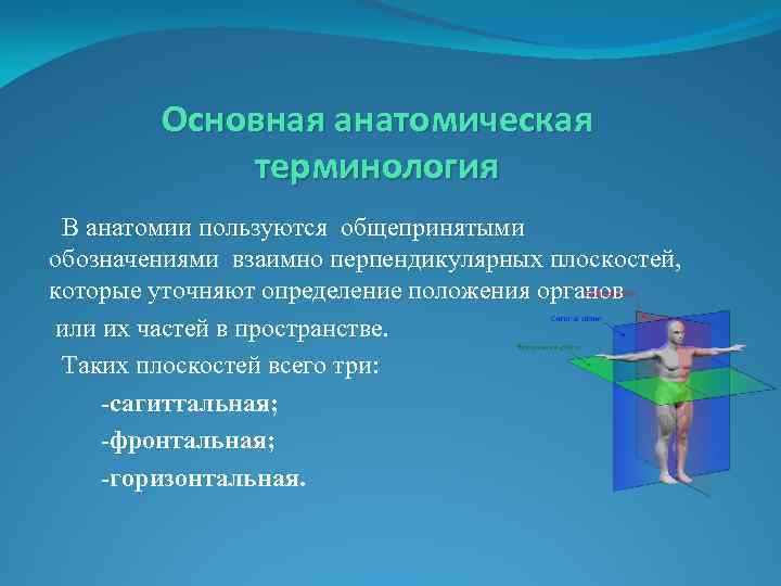 Дайте определение понятию анатомия. Общая анатомическая терминология. Анатомическая терминология оси и плоскости. Основные анатомические термины. Взаимно перпендикулярные плоскости в анатомии.