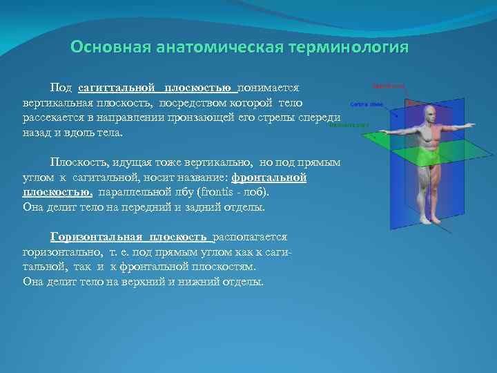 Основная анатомическая терминология Под сагиттальной плоскостью понимается вертикальная плоскость, посредством которой тело рассекается в