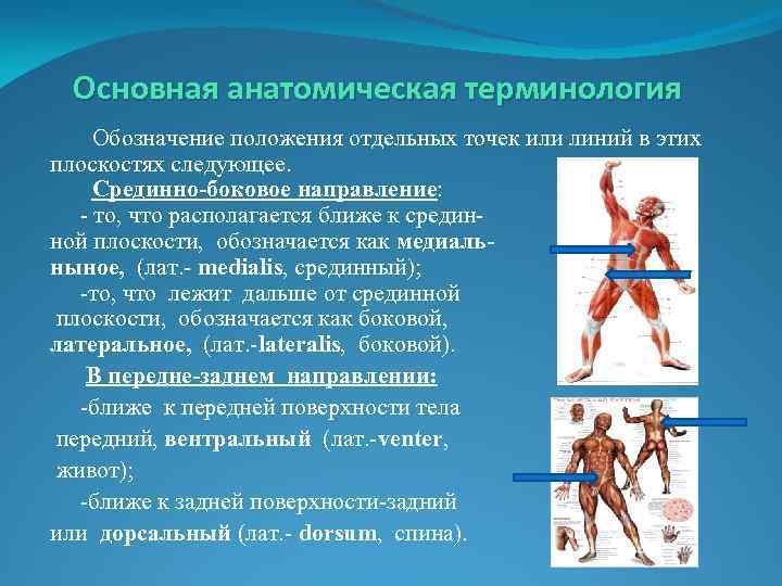 Основная анатомическая терминология Обозначение положения отдельных точек или линий в этих плоскостях следующее. Срединно-боковое