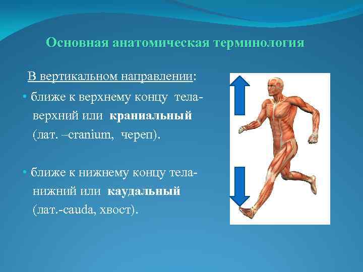Основная анатомическая терминология В вертикальном направлении: • ближе к верхнему концу тела верхний или