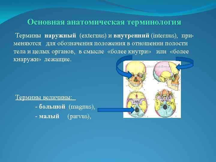 Основная анатомическая терминология Термины наружный (ехteгnus) и внутренний (internus), применяются для обозначения положения в