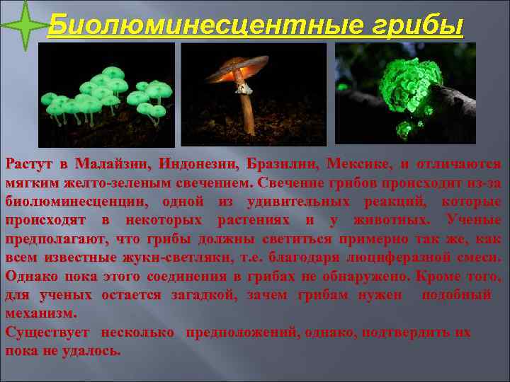 Биолюминесцентные грибы Растут в Малайзии, Индонезии, Бразилии, Мексике, и отличаются мягким желто-зеленым свечением. Свечение