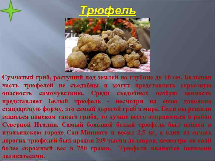 Трюфель Сумчатый гриб, растущий под землей на глубине до 10 см. Большая часть трюфелей