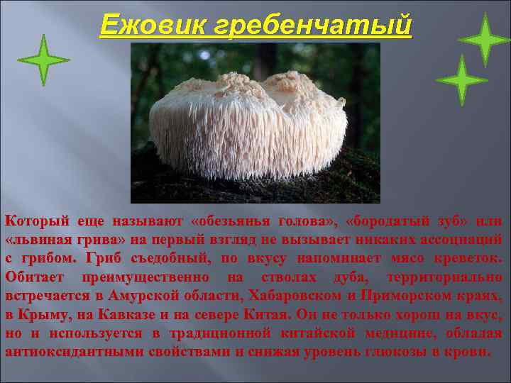 Ежовик гребенчатый Который еще называют «обезьянья голова» , «бородатый зуб» или «львиная грива» на