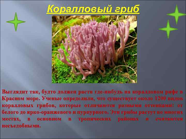 Коралловый гриб Выглядит так, будто должен расти где-нибудь на коралловом рифе в Красном море.