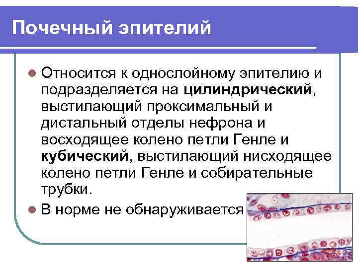 Почечный эпителий Относится к однослойному эпителию и подразделяется на цилиндрический, выстилающий проксимальный и дистальный