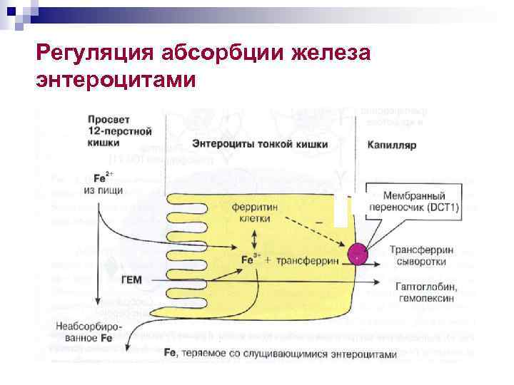 Регуляция абсорбции железа энтероцитами 