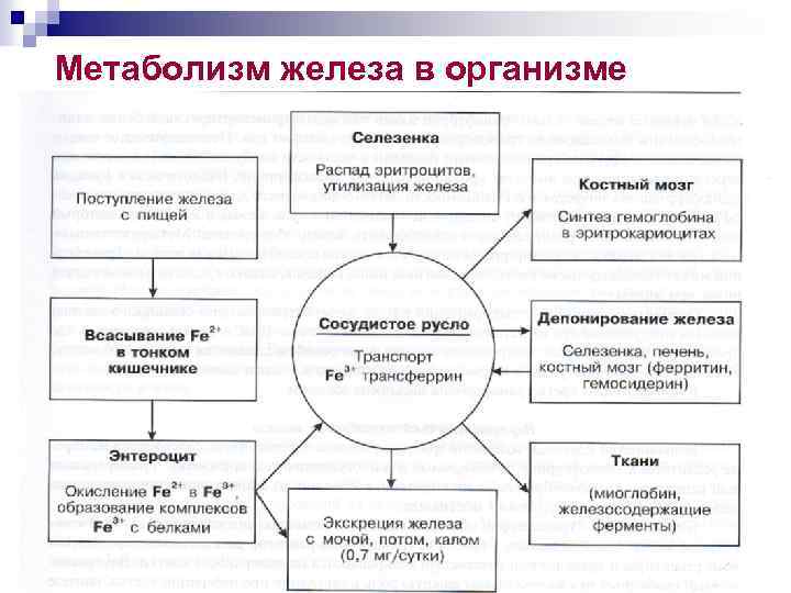 Метаболизм железа в организме 