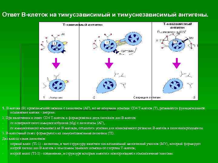 Ответ В клеток на тимусзависимый и тимуснезависимый антигены. 1. В-клетки (В) провзаимодействовали с антигеном