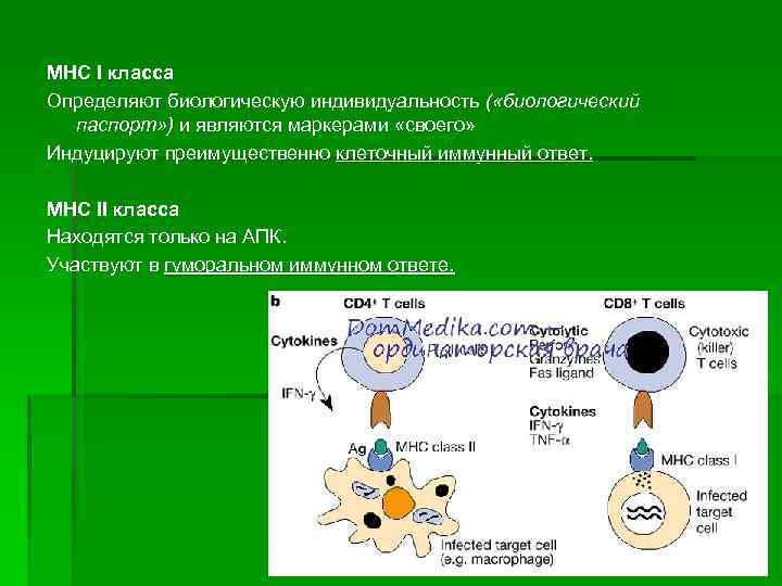 МНС I класса Определяют биологическую индивидуальность ( «биологический паспорт» ) и являются маркерами «своего»