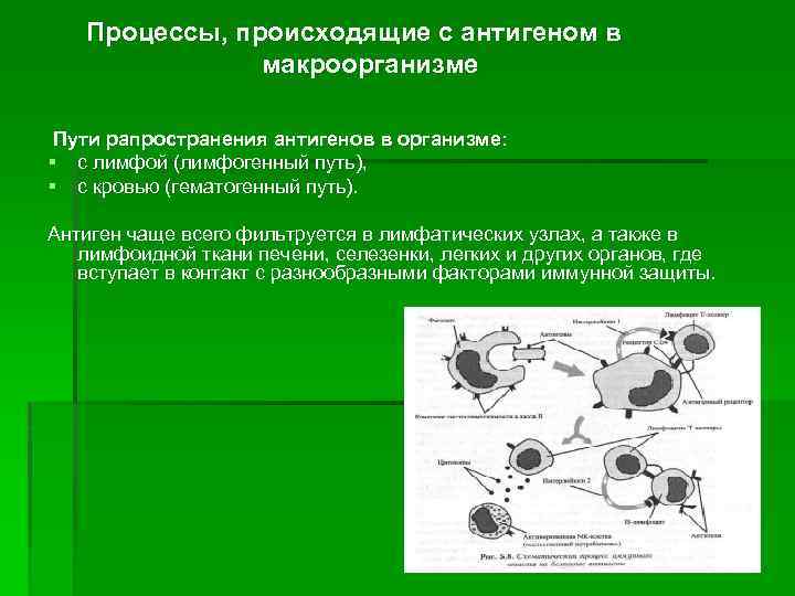 Процессы, происходящие с антигеном в макроорганизме Пути рапространения антигенов в организме: § с лимфой