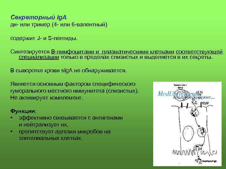 Секреторный Ig. A ди- или тример (4 - или 6 -валентный) содержит J- и