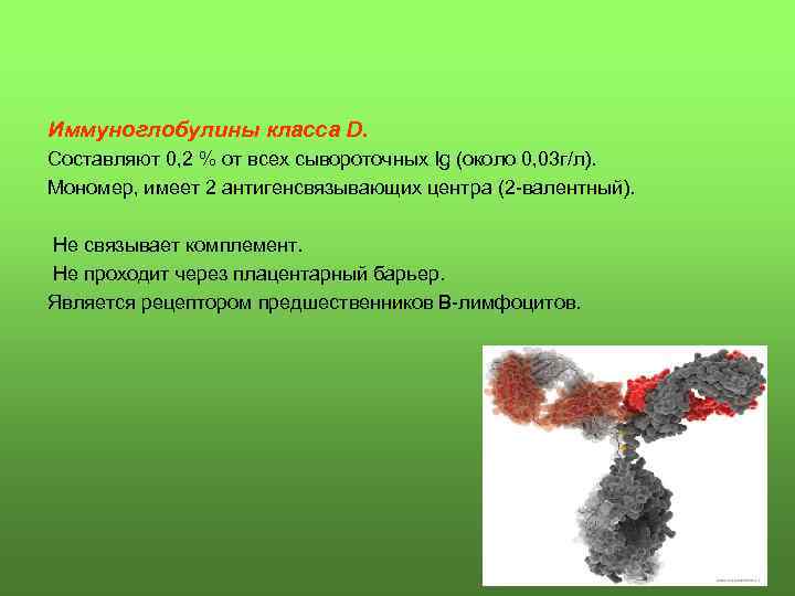Иммуноглобулины класса D. Составляют 0, 2 % от всех сывороточных Ig (около 0, 03