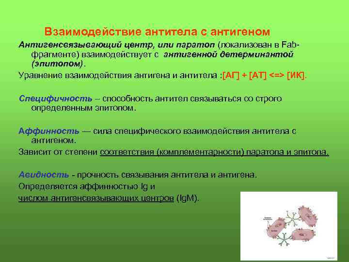 Взаимодействие антитела с антигеном Антигенсвязывающий центр, или паратоп (локализован в Fabфрагменте) взаимодействует с антигенной