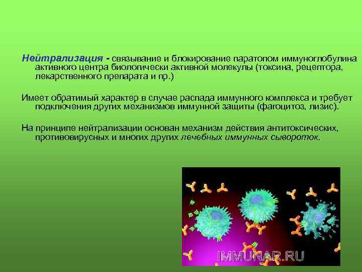 Нейтрализация - связывание и блокирование паратопом иммуноглобулина активного центра биологически активной молекулы (токсина, рецептора,