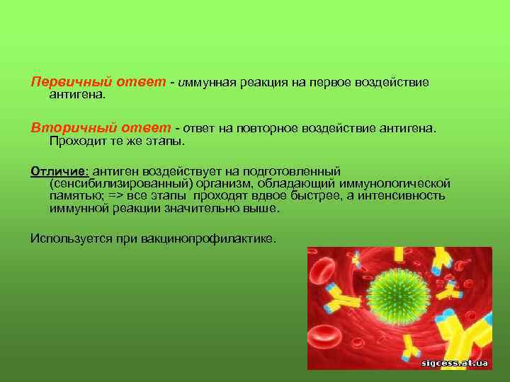 Первичный ответ - иммунная реакция на первое воздействие антигена. Вторичный ответ - ответ на