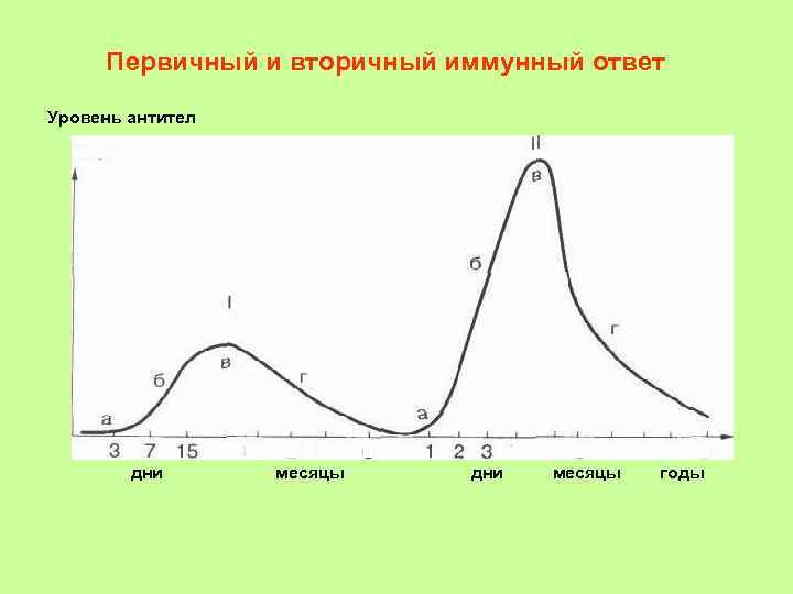 Схема первичный и вторичный иммунный ответ