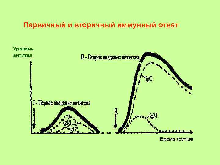 Вторичный иммунный ответ схема