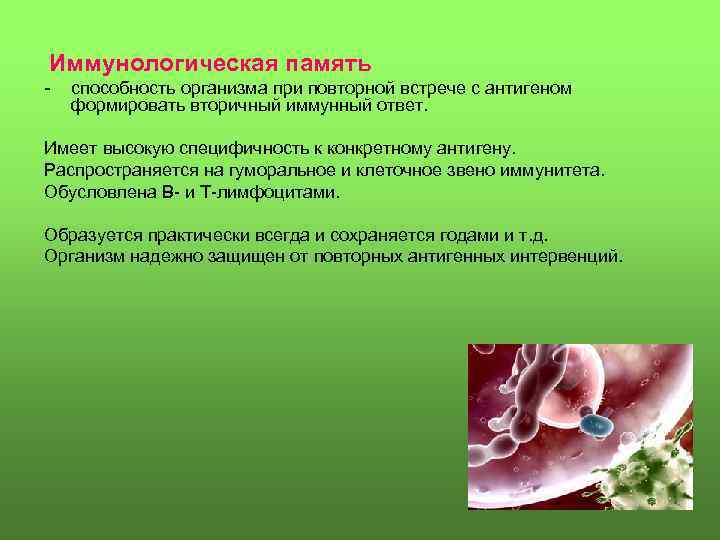 Иммунологическая память - способность организма при повторной встрече с антигеном формировать вторичный иммунный ответ.