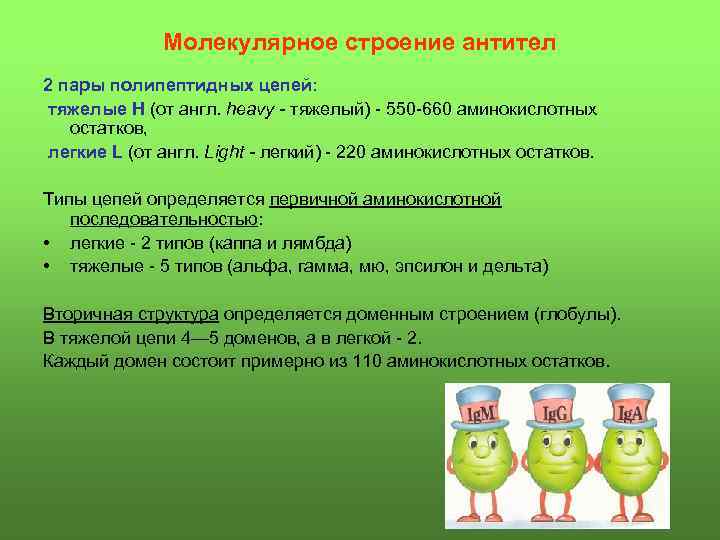 Молекулярное строение антител 2 пары полипептидных цепей: тяжелые Н (от англ. heavy - тяжелый)