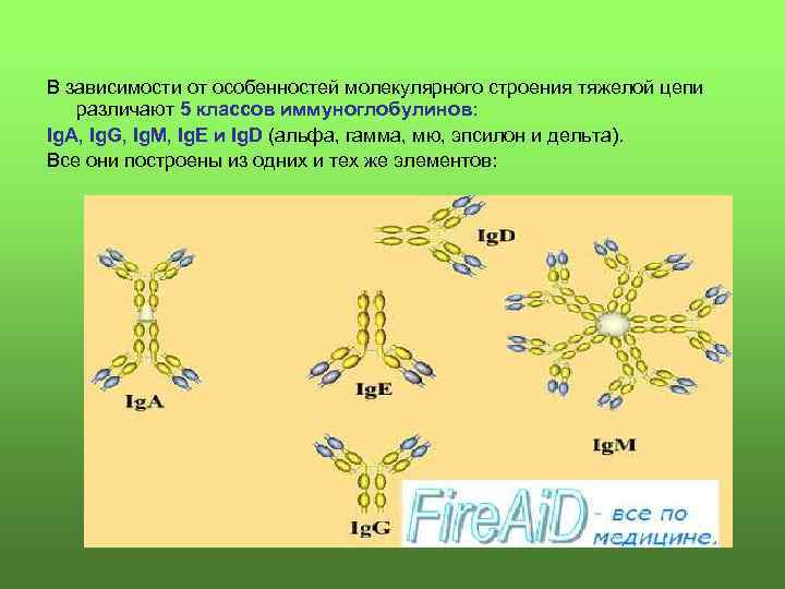 В зависимости от особенностей молекулярного строения тяжелой цепи различают 5 классов иммуноглобулинов: Ig. A,