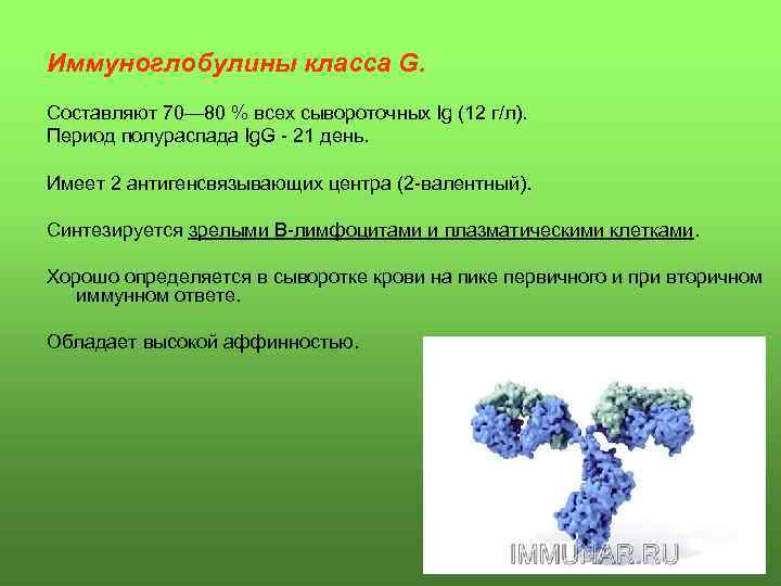 Иммуноглобулины класса G. Составляют 70— 80 % всех сывороточных Ig (12 г/л). Период полураспада