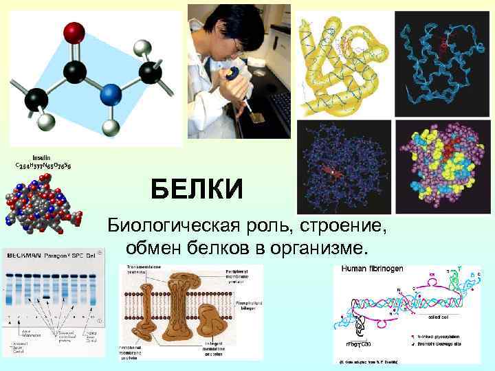 БЕЛКИ Биологическая роль, строение, обмен белков в организме. 