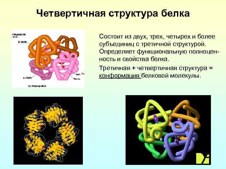 Четвертичная структура белка Состоит из двух, трех, четырех и более субъединиц с третичной структурой.