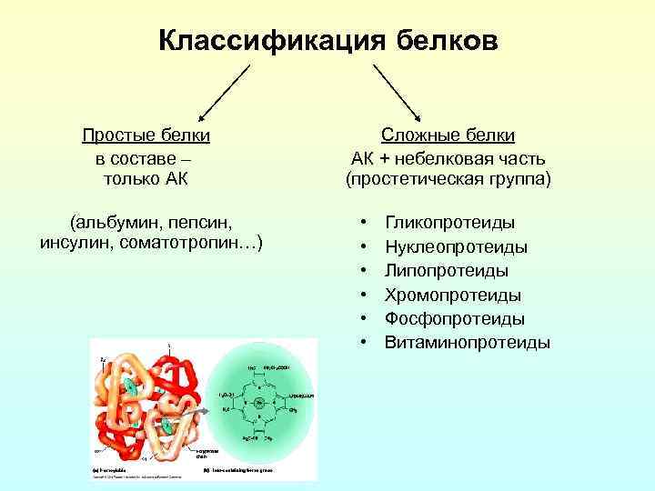 Классификация белков Простые белки в составе – только АК (альбумин, пепсин, инсулин, соматотропин…) Сложные