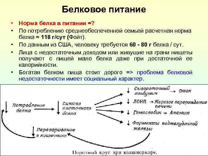 Белковое питание • Норма белка в питании =? • По потреблению среднеобеспеченной семьей расчетная