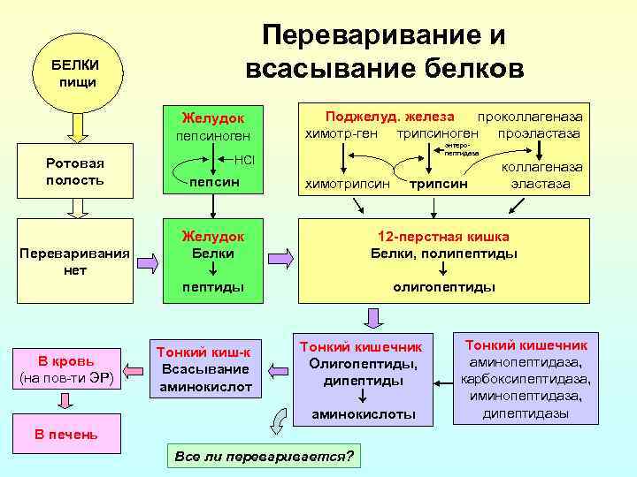 Переваривание и всасывание белков БЕЛКИ пищи Желудок пепсиноген Ротовая полость Переваривания нет В кровь