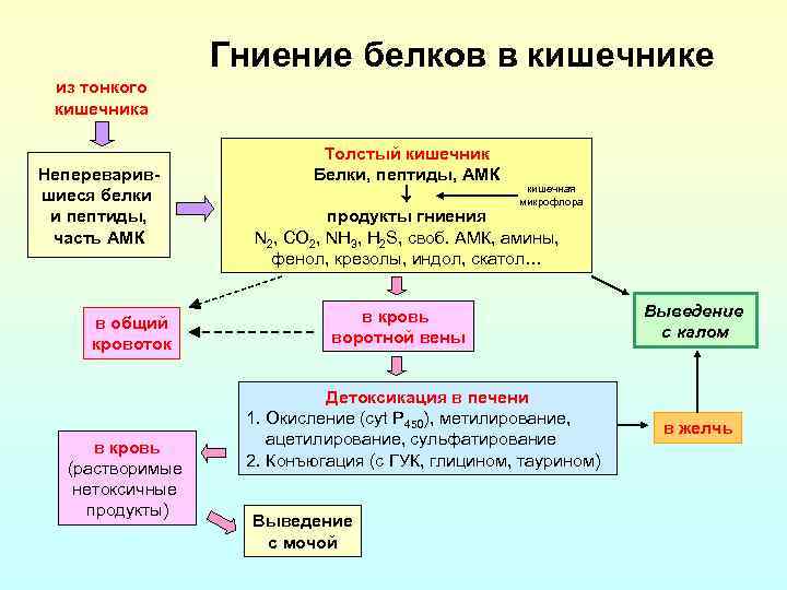 Гниение белков в кишечнике из тонкого кишечника Непереварившиеся белки и пептиды, часть АМК в