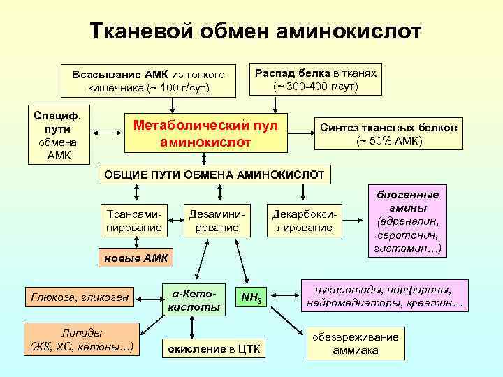 Тканевой обмен аминокислот Распад белка в тканях (~ 300 -400 г/сут) Всасывание АМК из