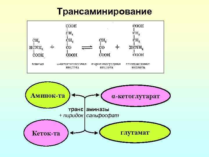 Трансаминирование Аминок-та α-кетоглутарат транс аминазы + пиридок сальфосфат Кеток-та глутамат 