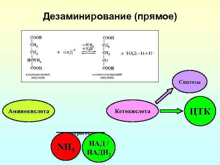 Дезаминирование (прямое) Синтезы Аминокислота Кетокислота дегидрогеназа NH 3 НАД / НАДН 2 ЦТК 