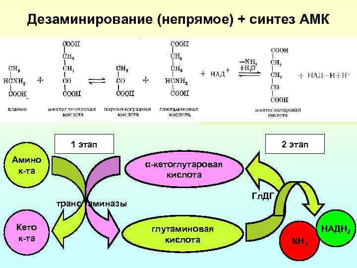 Дезаминирование (непрямое) + синтез АМК 1 этап Амино к-та 2 этап α-кетоглутаровая кислота Гл.