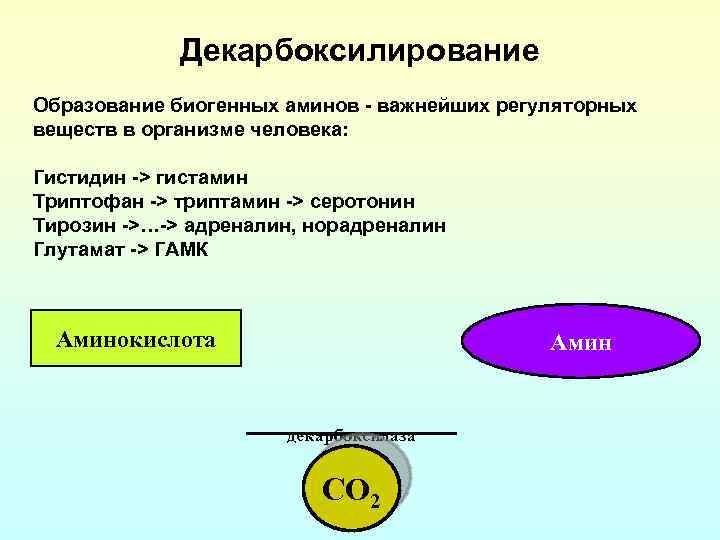 Декарбоксилирование Образование биогенных аминов - важнейших регуляторных веществ в организме человека: Гистидин -> гистамин