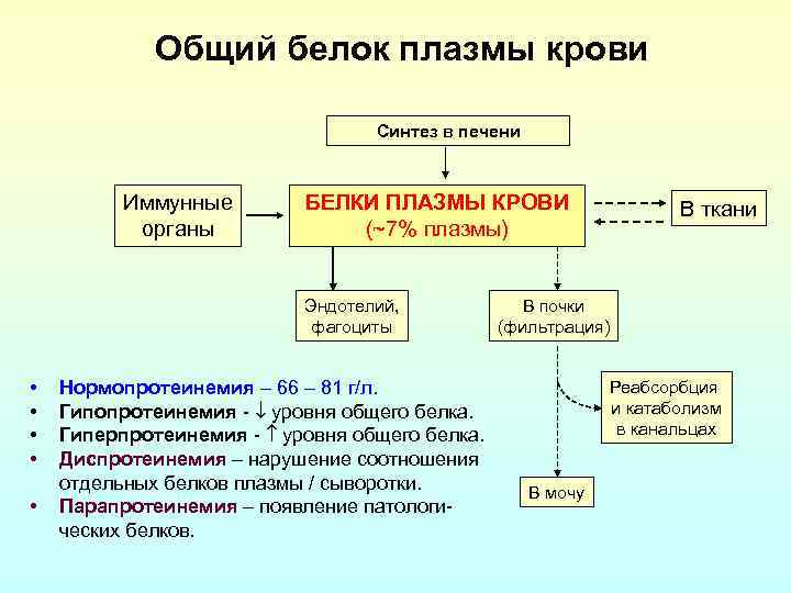 Общий белок плазмы крови Синтез в печени Иммунные органы БЕЛКИ ПЛАЗМЫ КРОВИ (~7% плазмы)