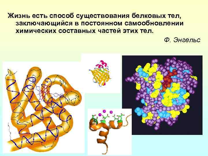 Жизнь есть способ существования белковых тел, заключающийся в постоянном самообновлении химических составных частей этих