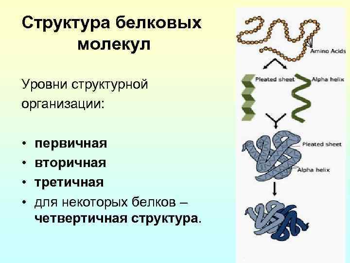 Структура белковых молекул Уровни структурной организации: • • первичная вторичная третичная для некоторых белков