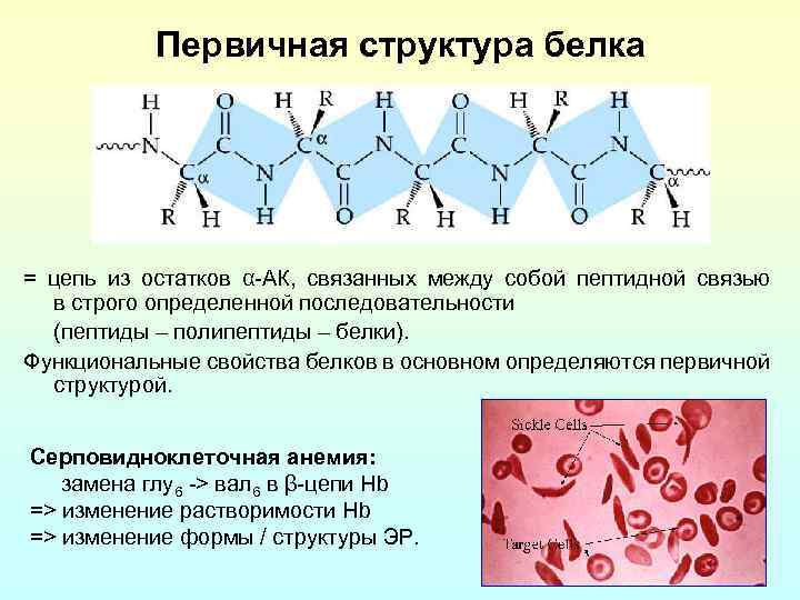 Первичная структура белка = цепь из остатков α-АК, связанных между собой пептидной связью в